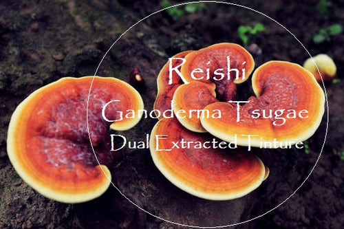 Reishi Mushroom Tincture | 2 oz. Dropper Bottle