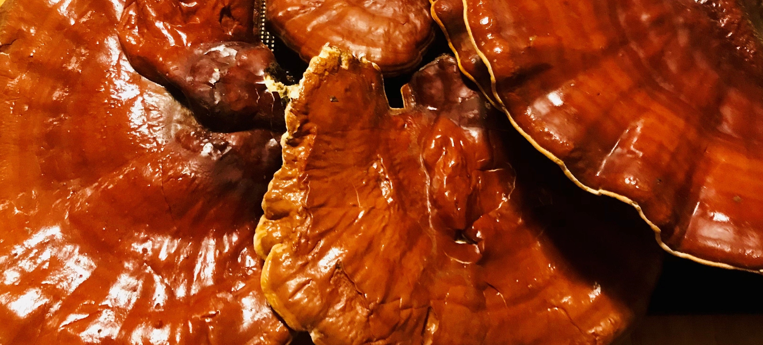 Reishi Mushroom Tincture | 2 oz. Dropper Bottle