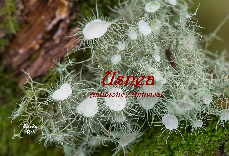 Usnea Tincture | 2 oz. Dropper Bottle